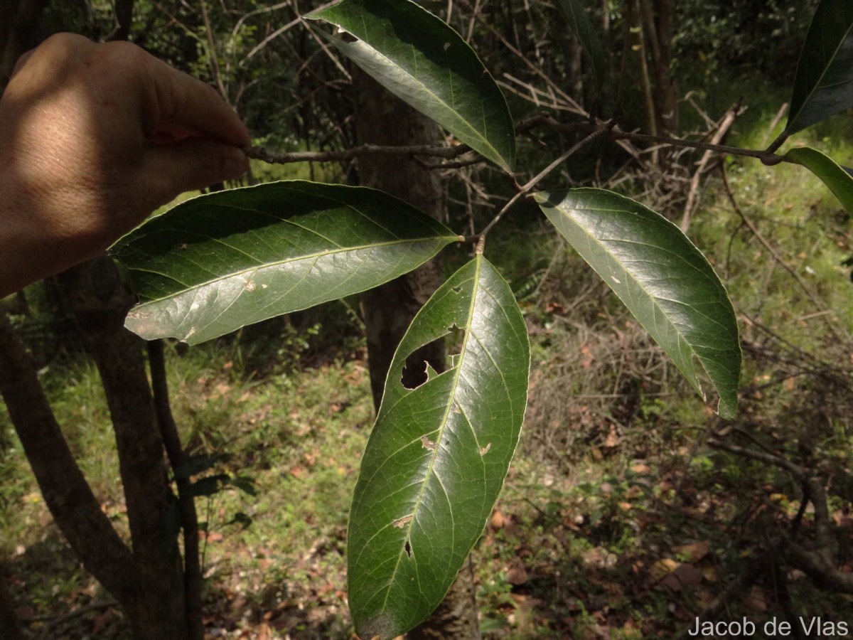 Lepisanthes tetraphylla var. tetraphylla (Vahl) Radlk.